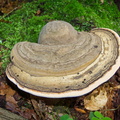 N0001 001 b01 (408 visits) Zunderschwamm - Fomes fomentarius
Infos zum Bild: Wildlife / Beeinflusste Natur
Ort der Aufnah... N0001 001 b01