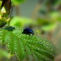 N004 17 b01