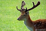 Dateiname=07_Wildgehege_003.jpg
Dateigröße=315KB
Abmessungen: 1000x667
hinzugefügt am: 16. August 2011 07_Wildgehege_003.jpg