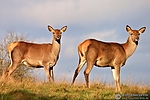 Filename=08_Wildgehege_56.JPG
Filesize=402KiB
Dimensions=1000x667
Date added=Aug 16, 2011 08_Wildgehege_56.JPG