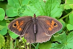 Filename=N0001_071.jpg
Filesize=296KiB
Dimensions=1000x667
Date added=Aug 16, 2011 N0001_071.jpg