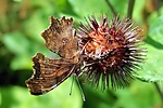 Filename=N0001_076.jpg
Filesize=323KiB
Dimensions=1000x667
Date added=Aug 16, 2011 N0001_076.jpg