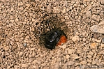Filename=N0003_013.JPG
Filesize=404KiB
Dimensions=1000x666
Date added=Aug 17, 2011 N0003_013.JPG