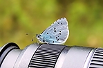 Filename=N0003_098.jpg
Filesize=224KiB
Dimensions=1000x666
Date added=Aug 17, 2011 N0003_098.jpg