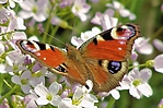 Filename=N0003_100.jpg
Filesize=300KiB
Dimensions=1000x666
Date added=Aug 17, 2011 N0003_100.jpg
