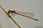Filename=N0004_051.JPG
Filesize=135KiB
Dimensions=1000x667
Date added=Aug 17, 2011 N0004_051.JPG
