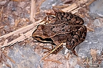 Filename=N0004_076.JPG
Filesize=428KiB
Dimensions=1000x667
Date added=Aug 17, 2011 N0004_076.JPG
