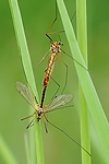 Dateiname=N0005_009.JPG
Dateigröße=170KB
Abmessungen: 445x667
hinzugefügt am: 18. August 2011 N0005_009.JPG