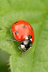 Filename=N0005_015.JPG
Filesize=129KiB
Dimensions=444x666
Date added=Aug 18, 2011 N0005_015.JPG