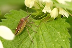 Filename=N0005_017.JPG
Filesize=278KiB
Dimensions=1000x667
Date added=Aug 18, 2011 N0005_017.JPG