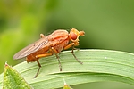 Filename=N0005_022.JPG
Filesize=254KiB
Dimensions=1000x667
Date added=Aug 18, 2011 N0005_022.JPG