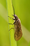 Filename=N0005_023.JPG
Filesize=104KiB
Dimensions=444x666
Date added=Aug 18, 2011 N0005_023.JPG