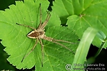 Filename=N0005_026.jpg
Filesize=458KiB
Dimensions=1000x666
Date added=Aug 18, 2011 N0005_026.jpg