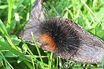 Filename=N0005_063.jpg
Filesize=74KiB
Dimensions=600x400
Date added=Aug 18, 2011 N0005_063.jpg