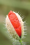 Filename=N0005_082.JPG
Filesize=40KiB
Dimensions=400x600
Date added=Aug 18, 2011 N0005_082.JPG