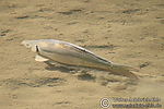 Filename=N0005_086.JPG
Filesize=52KiB
Dimensions=600x400
Date added=Aug 18, 2011 N0005_086.JPG