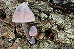 Filename=N0008_029.jpg
Filesize=123KiB
Dimensions=600x400
Date added=Aug 21, 2011 N0008_029.jpg