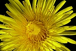 Filename=N0011_026.JPG
Filesize=431KiB
Dimensions=1000x667
Date added=Aug 24, 2011 N0011_026.JPG