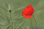 Filename=N0012_068.JPG
Filesize=27KiB
Dimensions=600x400
Date added=Aug 25, 2011 N0012_068.JPG