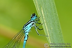 Filename=N0013_010.JPG
Filesize=43KiB
Dimensions=600x400
Date added=Aug 26, 2011 N0013_010.JPG