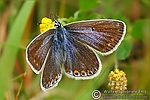 Dateiname=N0014_037.JPG
Dateigröße=56KB
Abmessungen: 600x400
hinzugefügt am: 29. August 2011 N0014_037.JPG