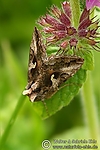 Dateiname=N0014_039.JPG
Dateigröße=57KB
Abmessungen: 400x600
hinzugefügt am: 29. August 2011 N0014_039.JPG
