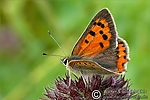 Dateiname=N0014_048.JPG
Dateigröße=53KB
Abmessungen: 600x400
hinzugefügt am: 29. August 2011 N0014_048.JPG