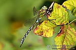 Filename=N0014_066.JPG
Filesize=63KiB
Dimensions=600x400
Date added=Aug 29, 2011 N0014_066.JPG