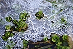 Dateiname=N0016_005.JPG
Dateigröße=549KB
Abmessungen: 1000x667
hinzugefügt am: 05. September 2011 N0016_005.JPG