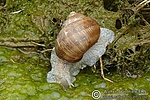 Filename=N0016_022.JPG
Filesize=198KiB
Dimensions=600x400
Date added=Sep 05, 2011 N0016_022.JPG