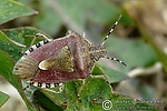 Filename=N0016_034.JPG
Filesize=152KiB
Dimensions=600x400
Date added=Sep 05, 2011 N0016_034.JPG
