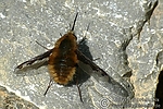 Dateiname=N0016_039.JPG
Dateigröße=187KB
Abmessungen: 600x400
hinzugefügt am: 05. September 2011 N0016_039.JPG
