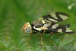 Filename=N0016_079.JPG
Filesize=102KiB
Dimensions=600x400
Date added=Sep 05, 2011 N0016_079.JPG