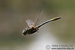 Filename=N0016_089.JPG
Filesize=60KiB
Dimensions=600x400
Date added=Sep 05, 2011 N0016_089.JPG