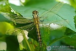 Filename=N0016_095.JPG
Filesize=140KiB
Dimensions=600x400
Date added=Sep 05, 2011 N0016_095.JPG
