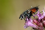 Filename=N0017_031.JPG
Filesize=94KiB
Dimensions=600x400
Date added=Sep 06, 2011 N0017_031.JPG