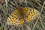 Filename=N0017_042.JPG
Filesize=239KiB
Dimensions=600x400
Date added=Sep 06, 2011 N0017_042.JPG