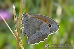Filename=N0017_048.JPG
Filesize=120KiB
Dimensions=600x400
Date added=Sep 06, 2011 N0017_048.JPG