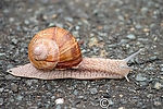 Filename=N0018_024.JPG
Filesize=164KiB
Dimensions=600x400
Date added=Sep 08, 2011 N0018_024.JPG