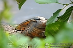 Filename=N0018_027.JPG
Filesize=109KiB
Dimensions=600x400
Date added=Sep 08, 2011 N0018_027.JPG
