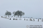 Dateiname=N0019_001.JPG
Dateigröße=69KB
Abmessungen: 600x400
hinzugefügt am: 12. September 2011 N0019_001.JPG