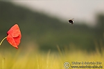 Filename=N0020_054.JPG
Filesize=73KiB
Dimensions=600x400
Date added=Sep 13, 2011 N0020_054.JPG