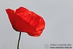 Filename=N0020_061.JPG
Filesize=64KiB
Dimensions=600x400
Date added=Sep 13, 2011 N0020_061.JPG