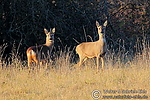 Filename=N0021_083.JPG
Filesize=610KiB
Dimensions=600x400
Date added=Nov 23, 2011 N0021_083.JPG