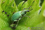 Dateiname=N0023_047.JPG
Dateigröße=517KB
Abmessungen: 600x400
hinzugefügt am: 11. Mai 2012 N0023_047.JPG