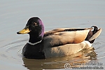 Dateiname=N0023_063.JPG
Dateigröße=382KB
Abmessungen: 600x400
hinzugefügt am: 20. Mai 2012 N0023_063.JPG