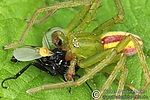 Dateiname=N0023_074.JPG
Dateigröße=524KB
Abmessungen: 600x400
hinzugefügt am: 20. Mai 2012 N0023_074.JPG