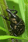 Dateiname=N0023_078.JPG
Dateigröße=471KB
Abmessungen: 400x600
hinzugefügt am: 20. Mai 2012 N0023_078.JPG