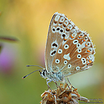 Dateiname=N0024_077.JPG
Dateigröße=405KB
Abmessungen: 800x800
hinzugefügt am: 12. August 2012 N0024_077.JPG