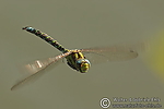 Filename=N0024_090.JPG
Filesize=158KiB
Dimensions=600x400
Date added=Sep 11, 2012 N0024_090.JPG